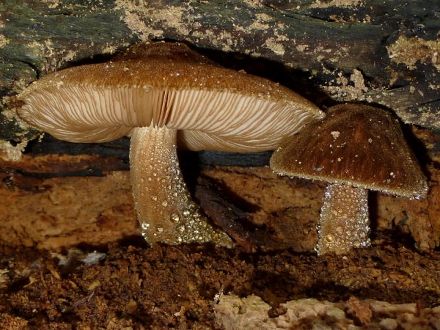 Pluteus umbrosus, Schwarzfaseriger Dachpilz